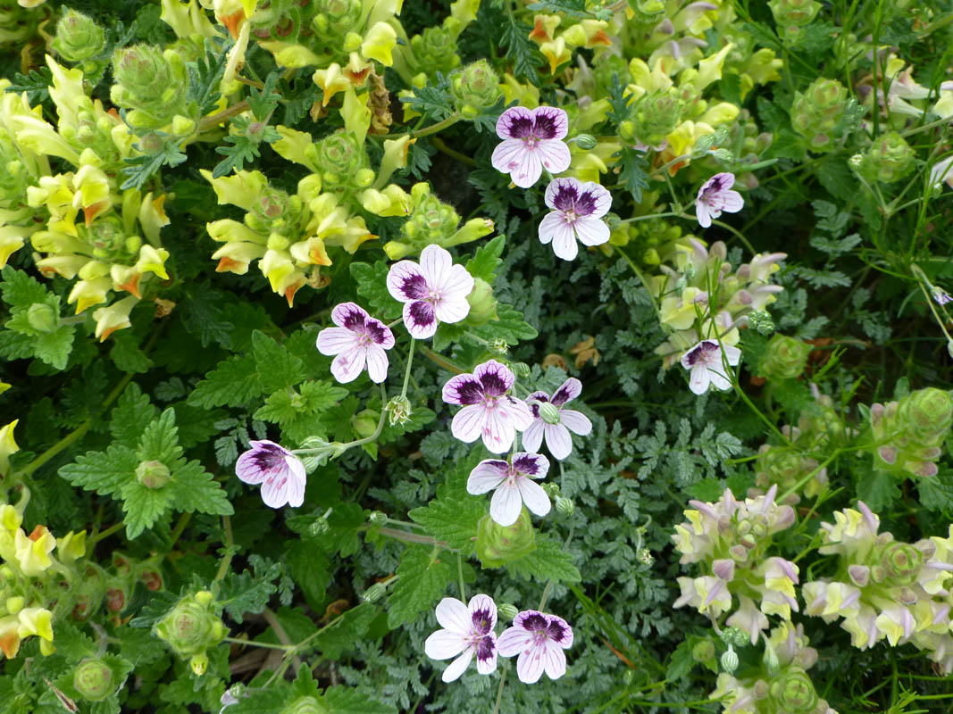 Erodium x kolbianum 'Natasha'